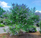 A large flowering shrub with dense green foliage and clusters of purple blossoms planted in mulch outdoors under a blue sky.