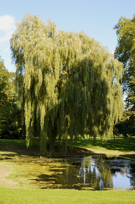 Weeping Willow