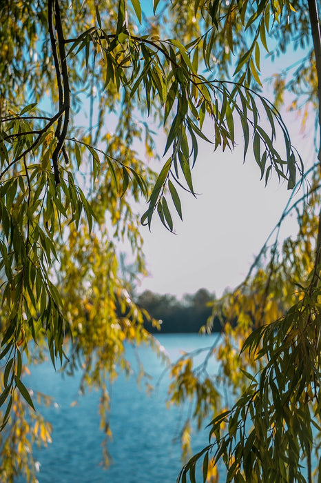 Weeping Willow