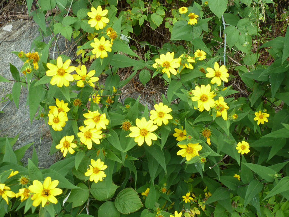 Jerusalem Artichoke, Sunchoke, "White Fuseau" variety | Helianthus tuberosus (Copy)