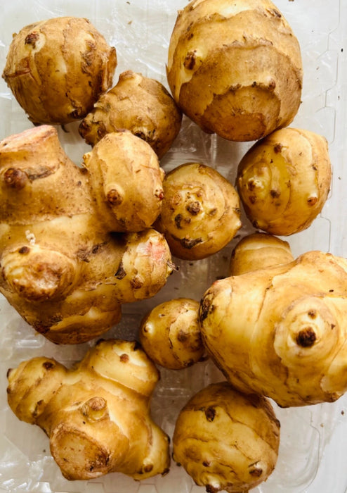 Jerusalem Artichoke, Sunchoke, "White Mammoth" variety | Helianthus tuberosus