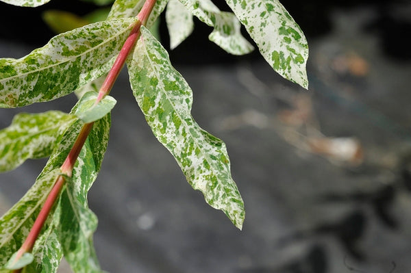 White Dappled Willow | Salix integra