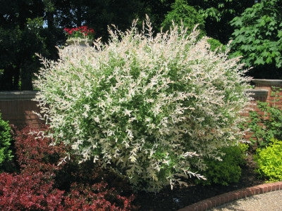 White Dappled Willow | Salix integra