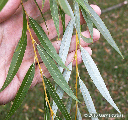 White Willow | Salix alba