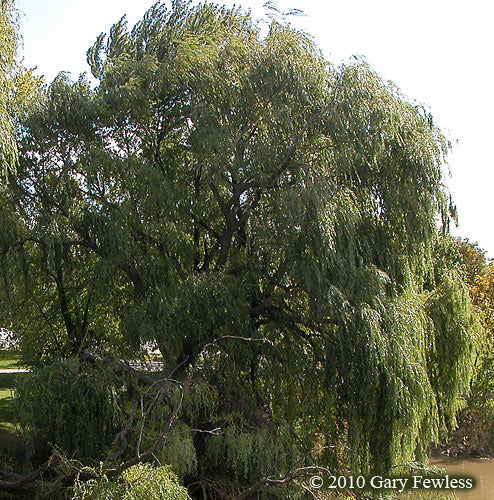 White Willow | Salix alba