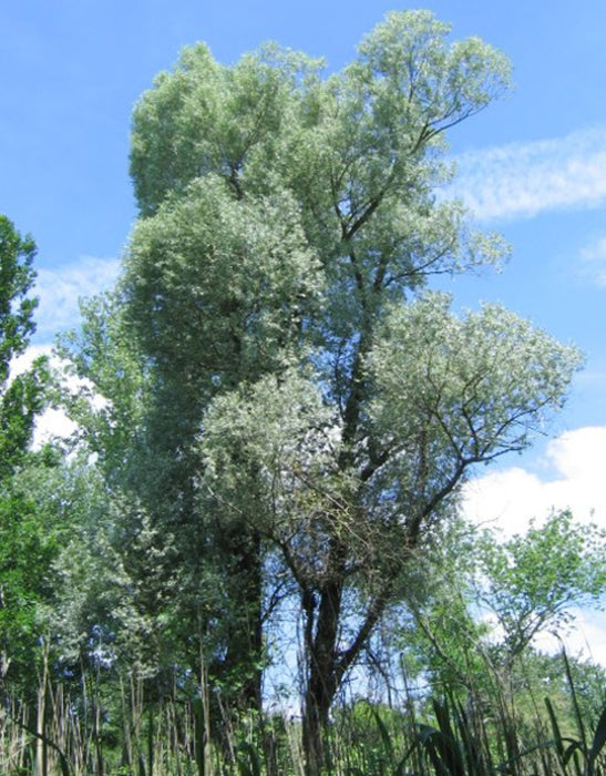 White Willow | Salix alba