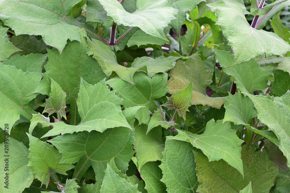 Golden Yacón, Peruvian Ground Apple, Earth Apple | Smallanthus sonchifolius