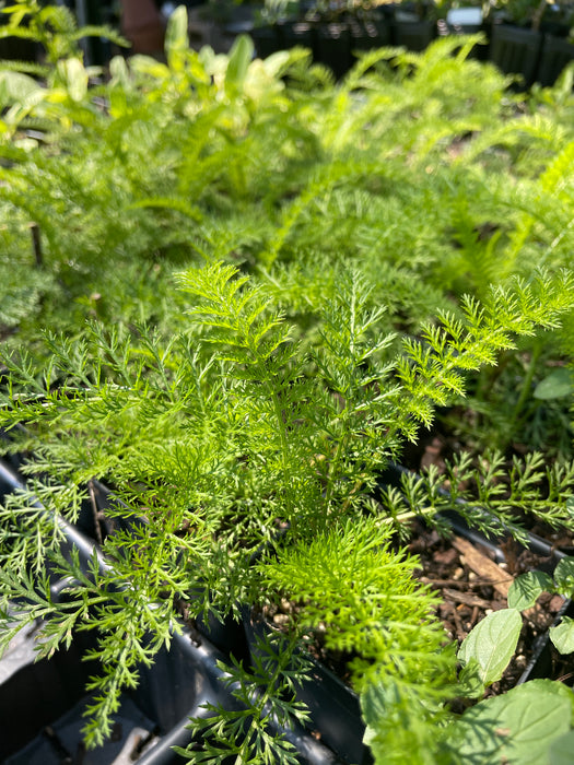 Native White Yarrow